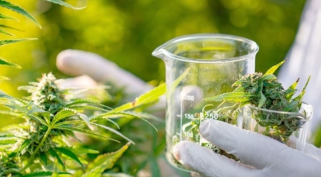 photo of cannabis plant 